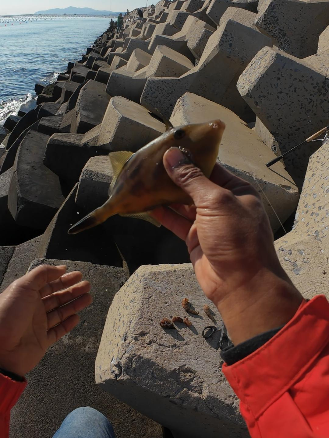 龙王塘还真钓到皮匠鱼了(扒皮鱼)