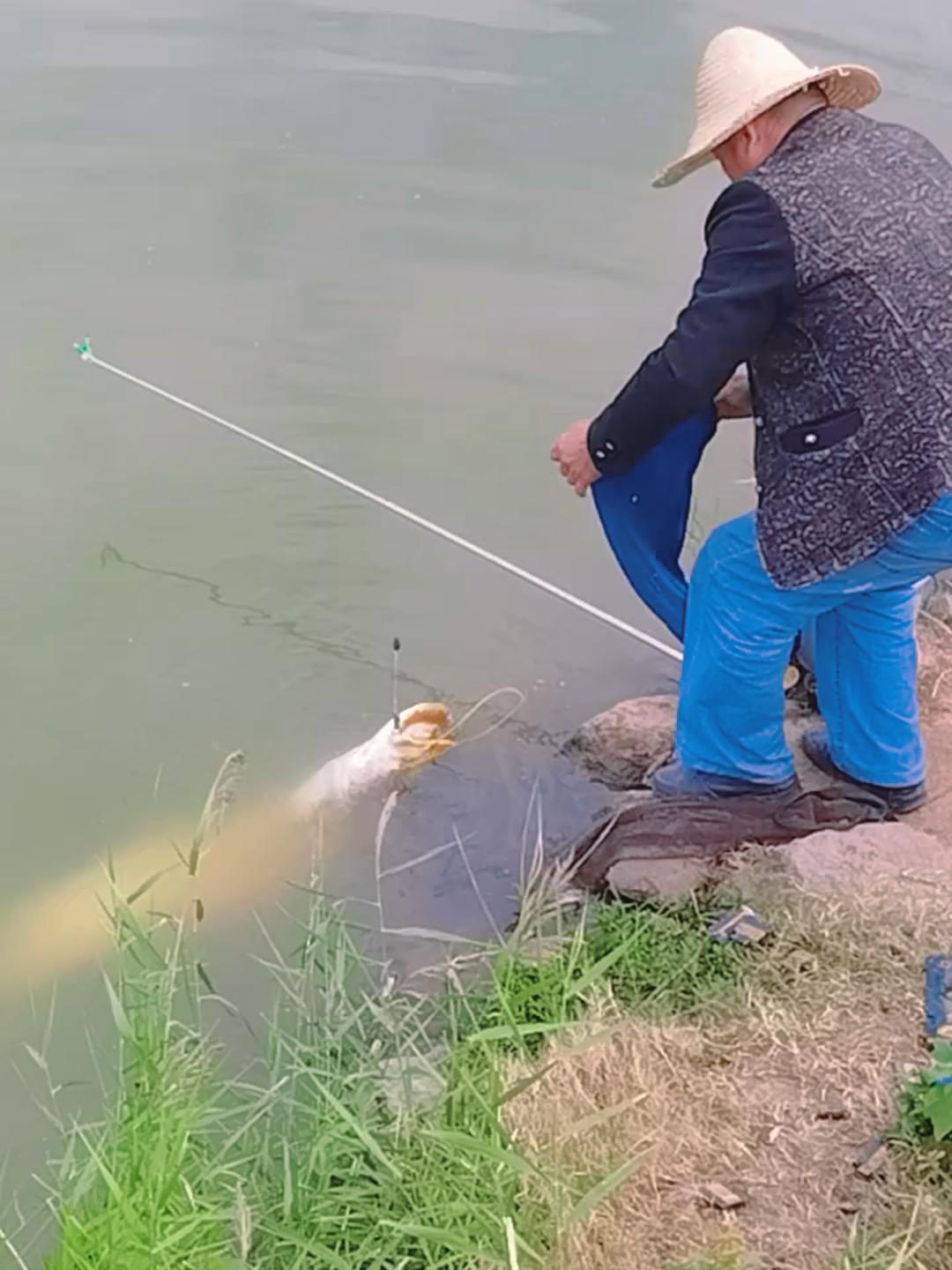 野生大鲶鱼!40多斤