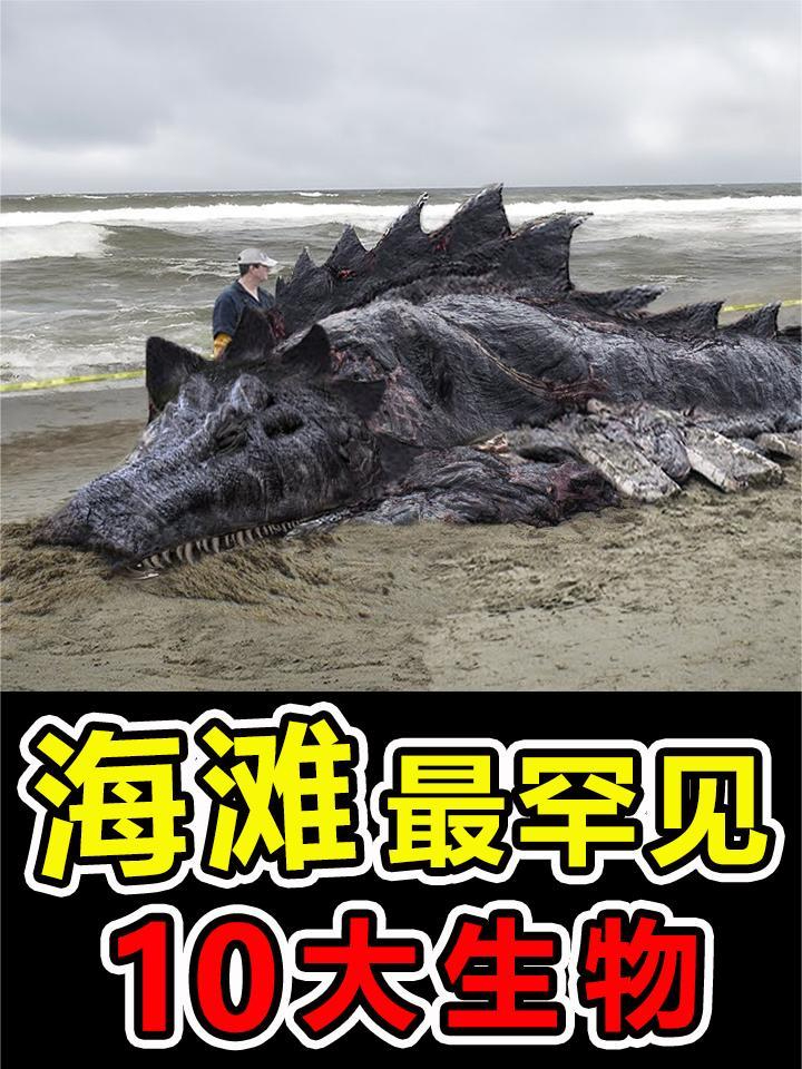 海滩中“最罕见”的10大发现,真实的美人鱼你见过吗?
