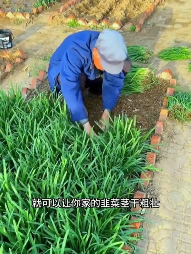韭菜的最爱,这样东西让它茁壮成长,快来了解一下