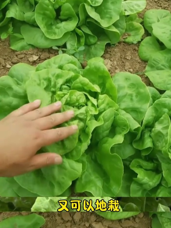 不挑季节不生虫,奶油生菜口感甜脆,撒点种子足够全家吃