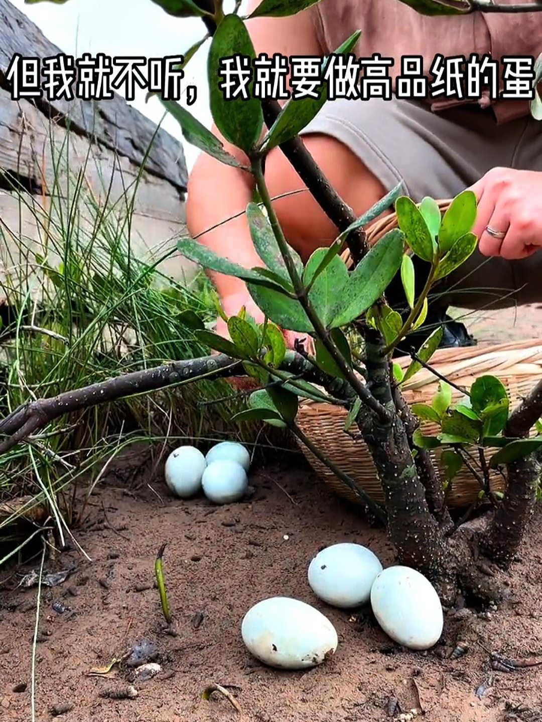 品质差异?鸭蛋和鸭蛋到底有什么不同?今天给你们讲一样?