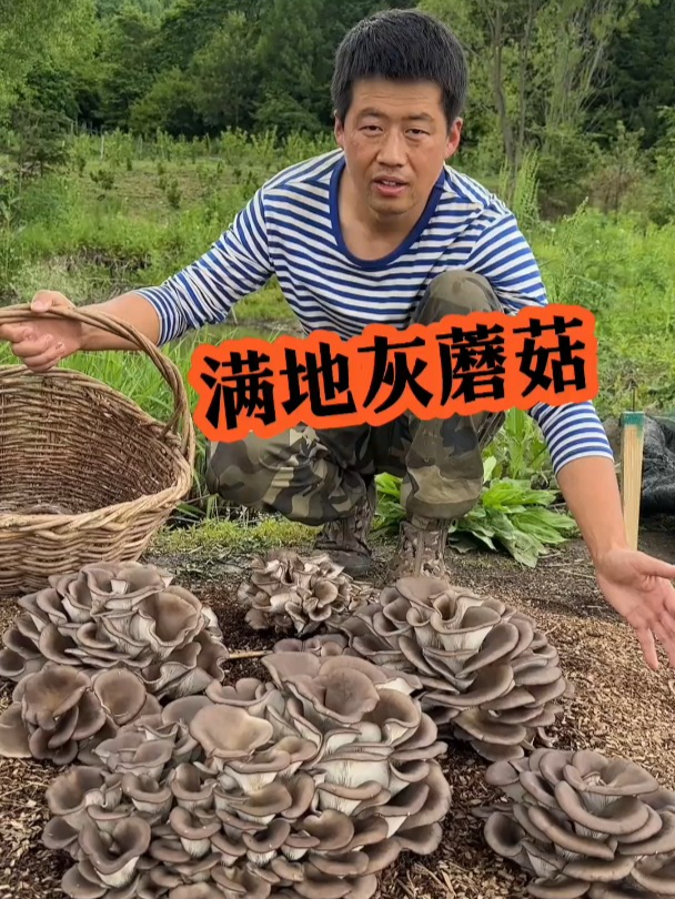 满地的灰蘑菇,非常好养活