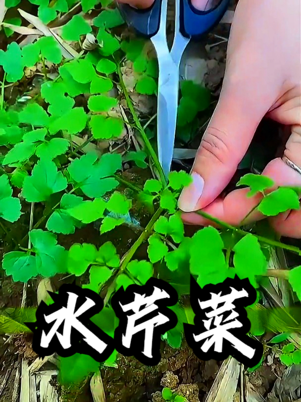 水芹菜也叫野芹菜,拿它凉拌食用,可以补充身体营养
