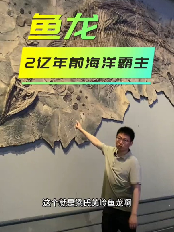古生物化石:鱼龙,2亿年前海洋霸主