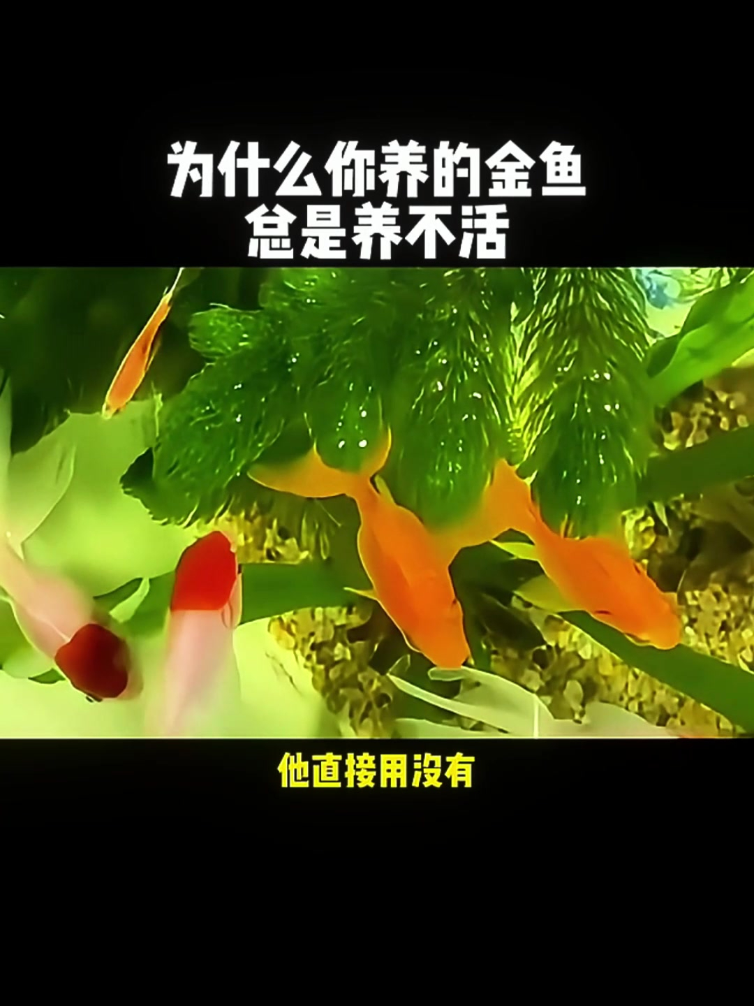 新手养金鱼总失败?五大养死金鱼的原因,你触犯了几个?