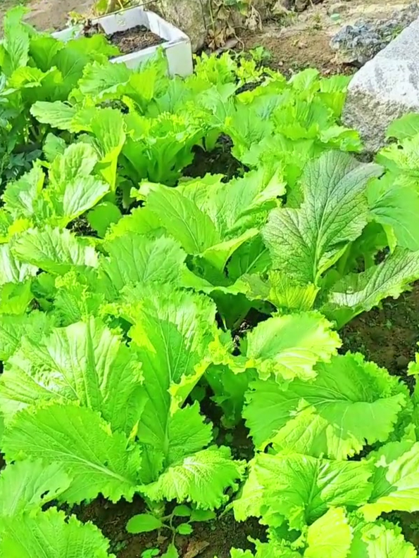 大叶芥菜,种上一颗就够全家人吃,吃不完还可以做酸菜
