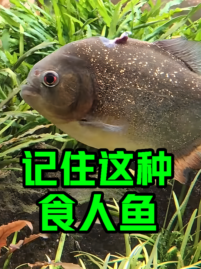 记住这种“食人鱼”,看似很呆,实际十分凶残
