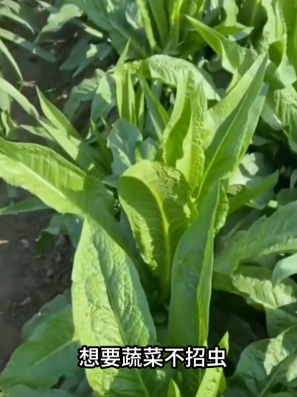 耐寒油麦菜,它独特的香味不爱招虫,四季都可以种