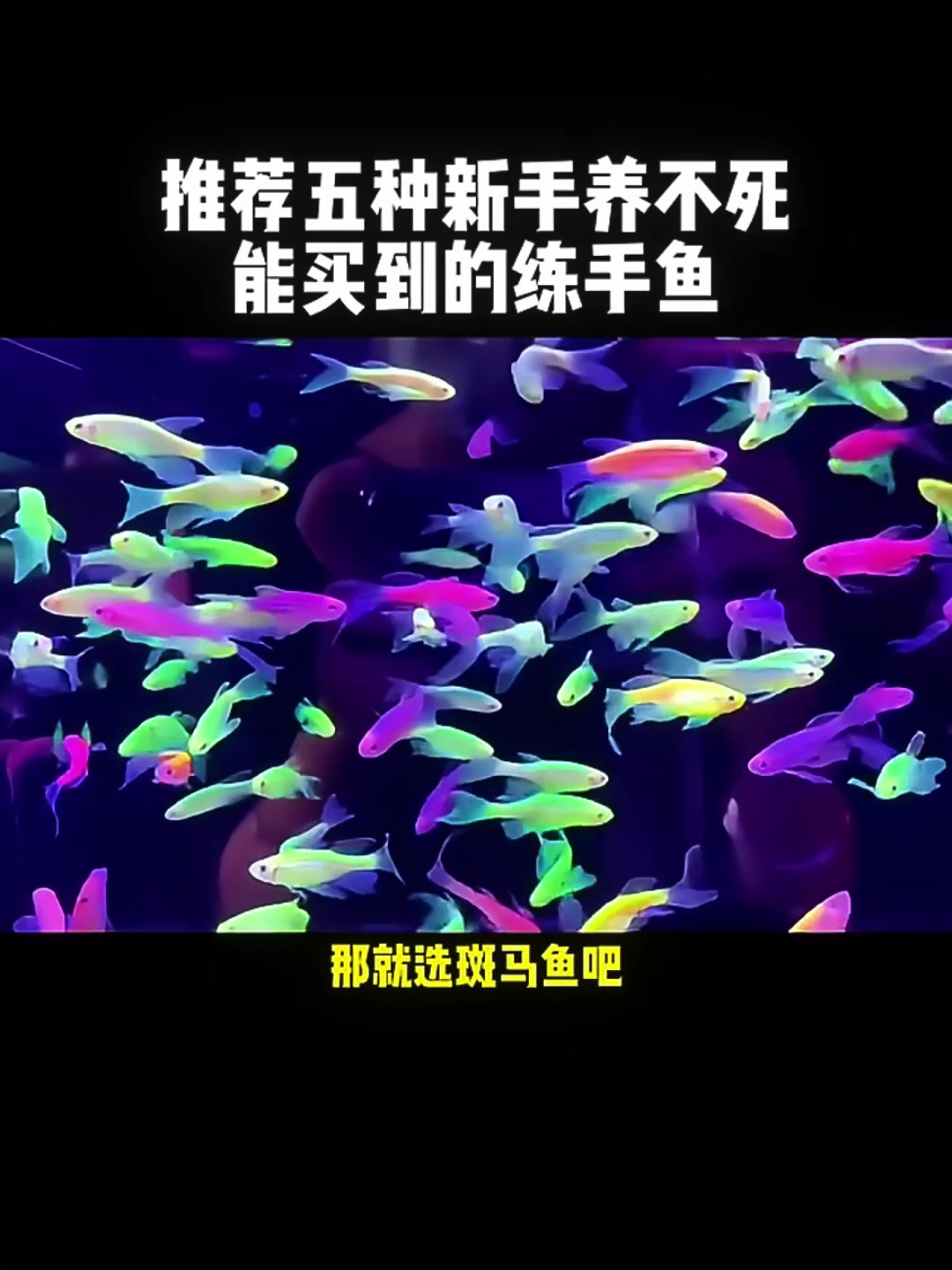5种好养活的鱼,快来分享你的饲养经验!