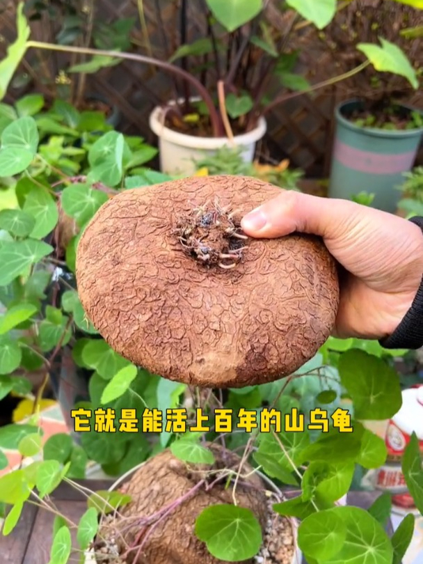 叶片像铜钱,不用光照不施肥,山乌龟能活上百年!