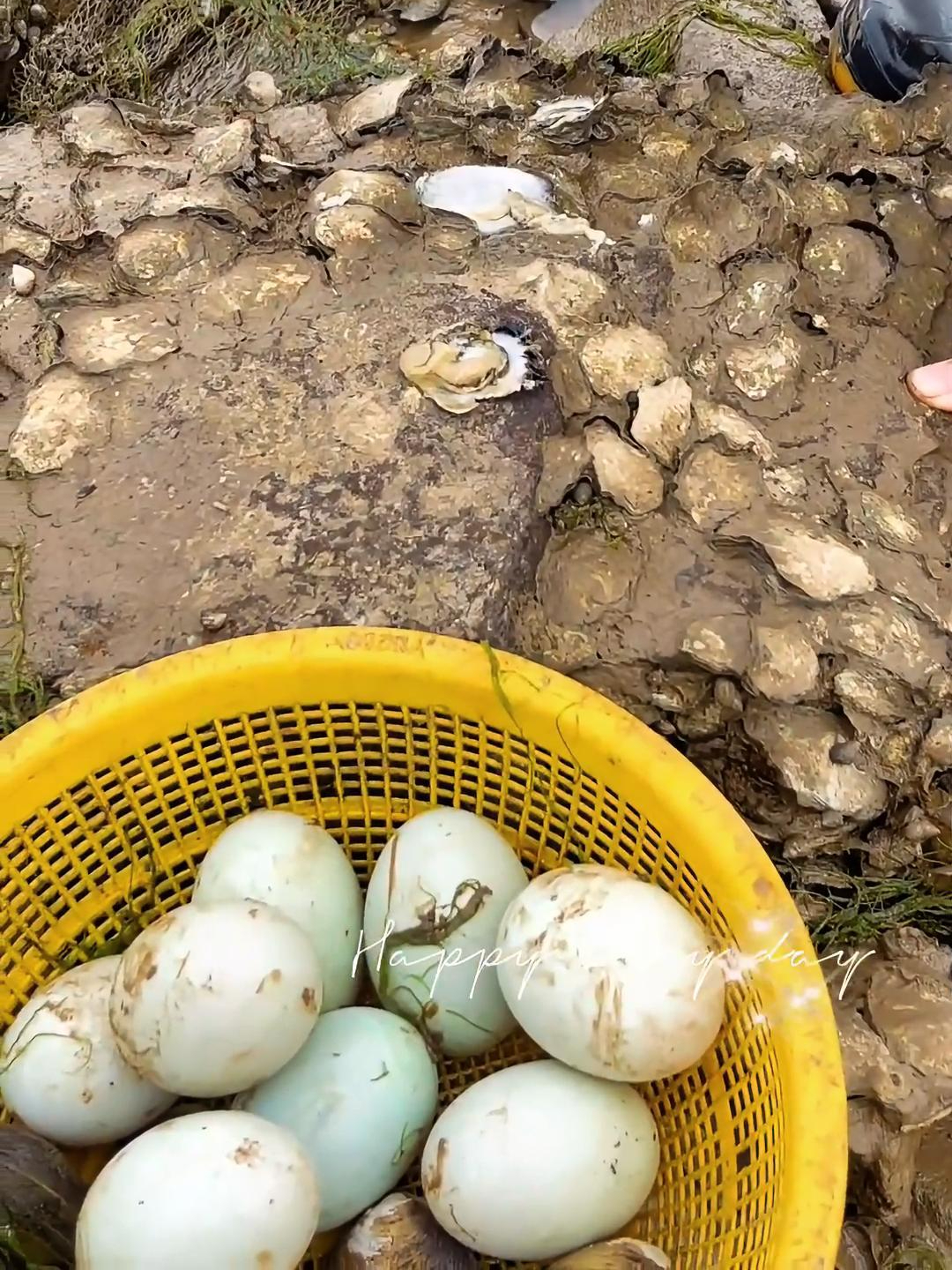 你吃过这种海鸭蛋吗?没吃过就亏大了?吃小鱼小虾长大的海鸭?