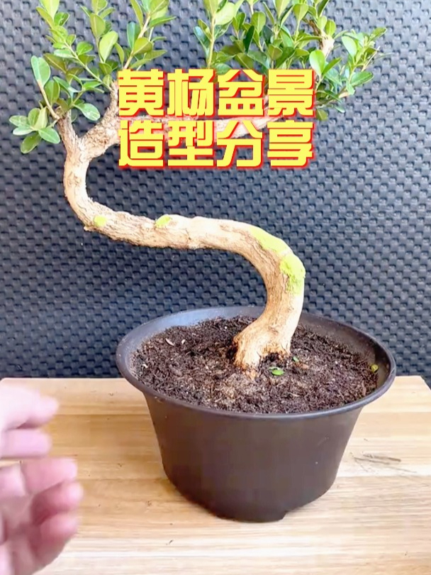 黄杨盆景造型制作分享,一起来学习吧