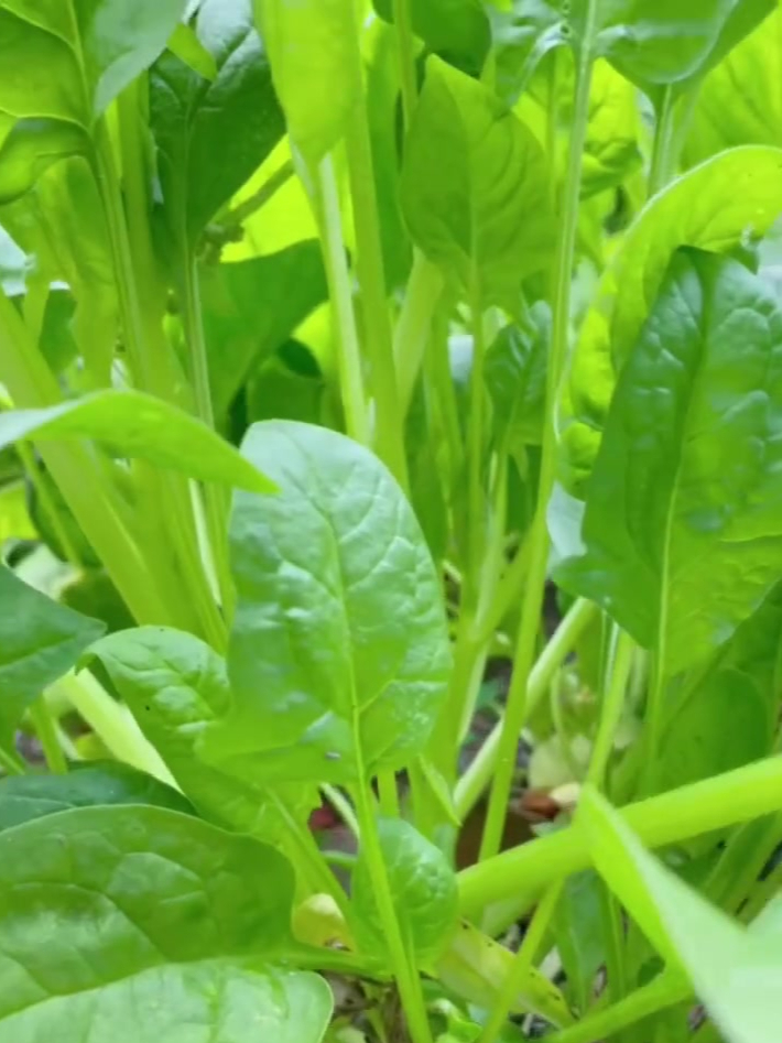 立冬后种菜忙,选择这些耐寒蔬菜,保证冬季有新鲜蔬