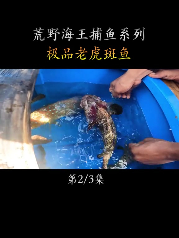 价值高昂的泰兴斑东星斑,高手鱼获满满,赚大发