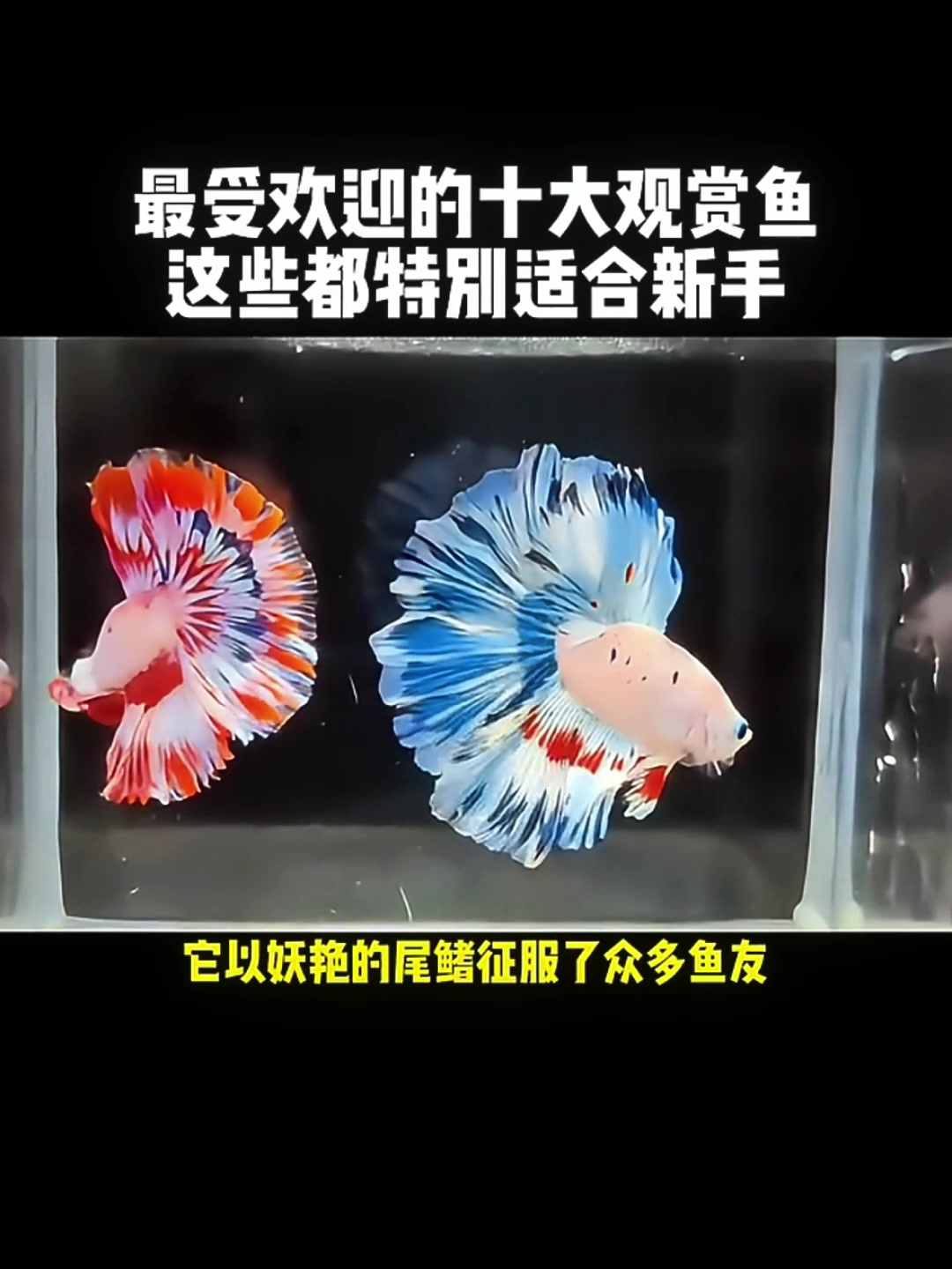 新手养鱼不用愁,最受欢迎的十种观赏鱼来袭!