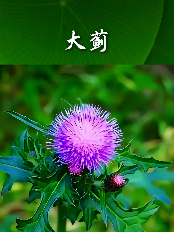 干荠菜也叫大蓟,拿它煲鸡汤食用,可以让身体变得更加强壮