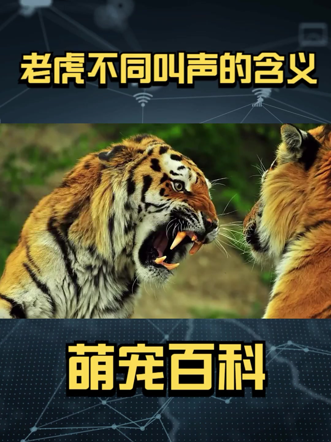老虎居然还有这么多种叫声