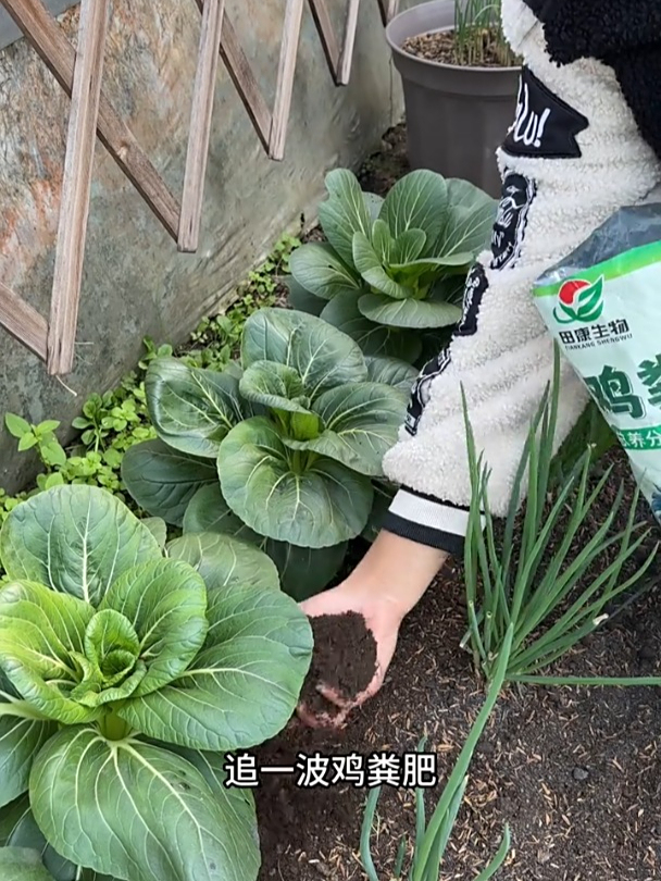 鸡粪发酵后温和不烧苗,给蔬菜撒一把,防寒杀菌提供养分!