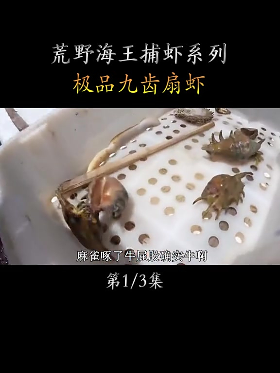 罕见的九齿扇虾捕捉,更是来了个炭火烧烤琵琶虾,简直不要太爽!