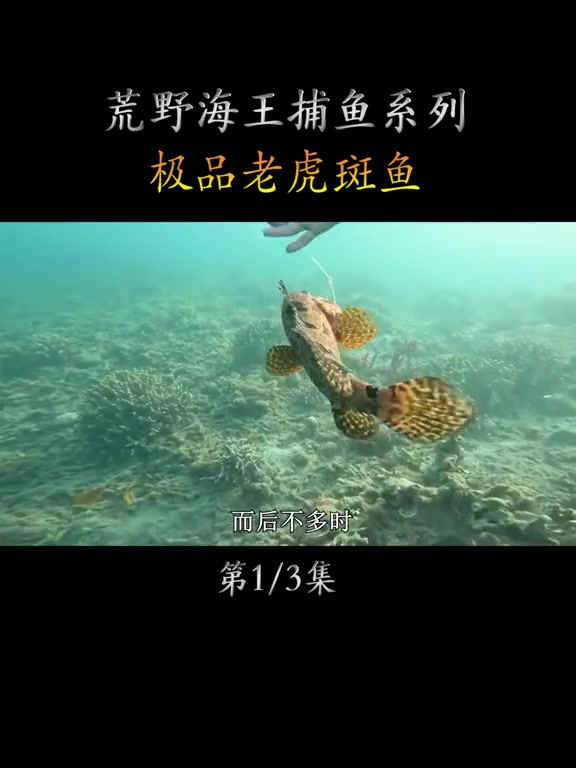 高手钓鱼技术拉满,价值高昂的泰兴斑、东星斑,赚大发了!