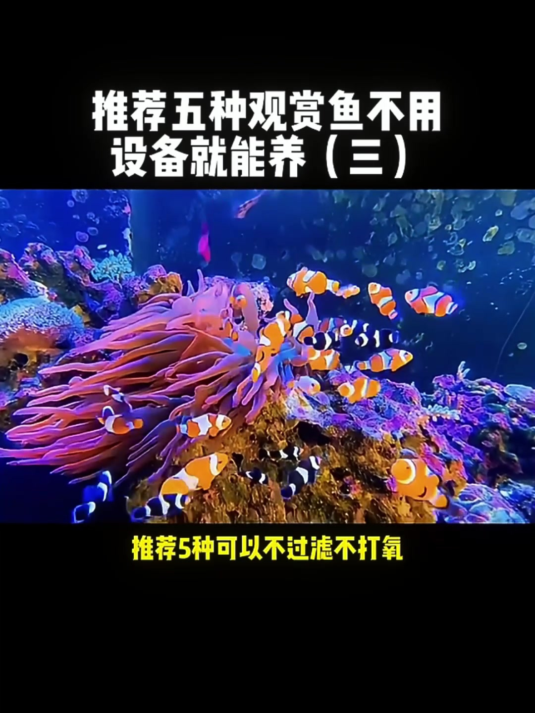 不加温、不打氧、不过滤可养的观赏鱼!