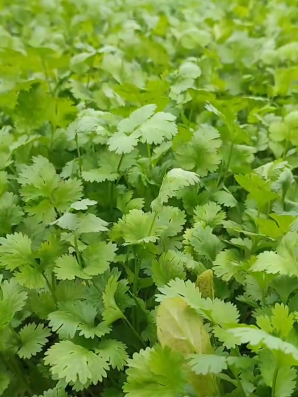 跟着24节气种菜,把握最佳种植时机