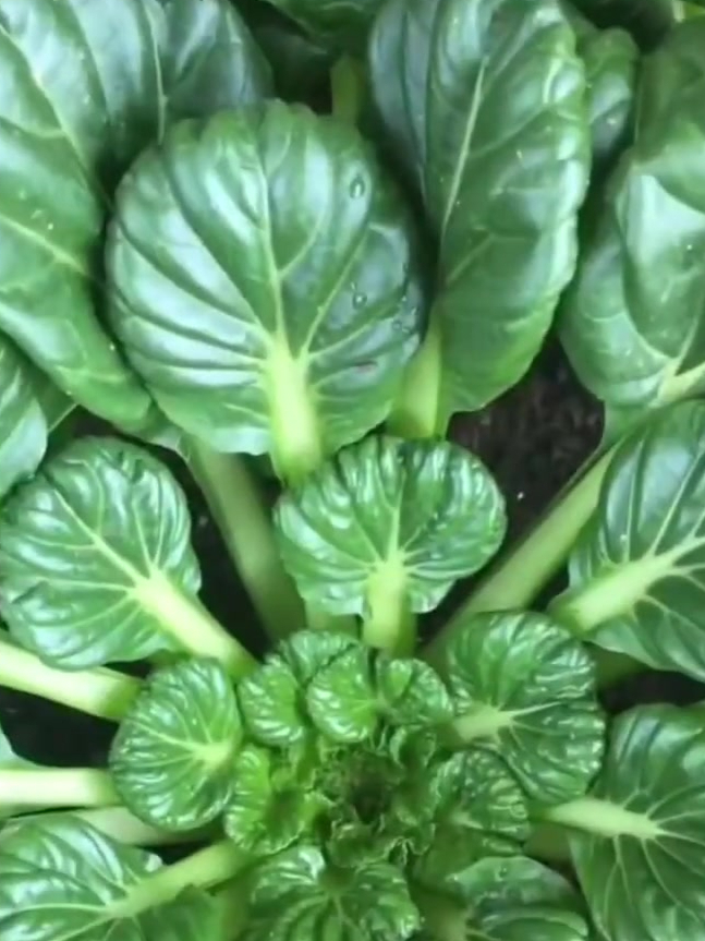 冬天适合种这6种蔬菜,耐寒生长旺盛