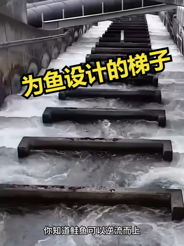 为鱼设计的梯子!