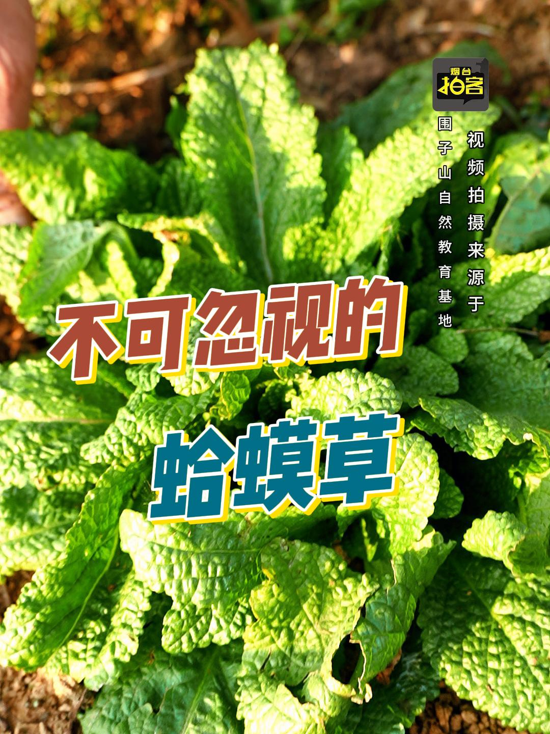 其貌不扬,功效非凡的草本植物蛤蟆草