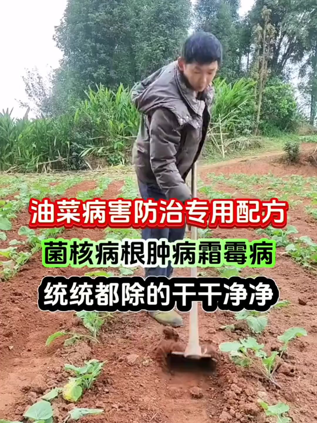 油菜出苗后的这个时候,是油菜苗最脆弱的时候