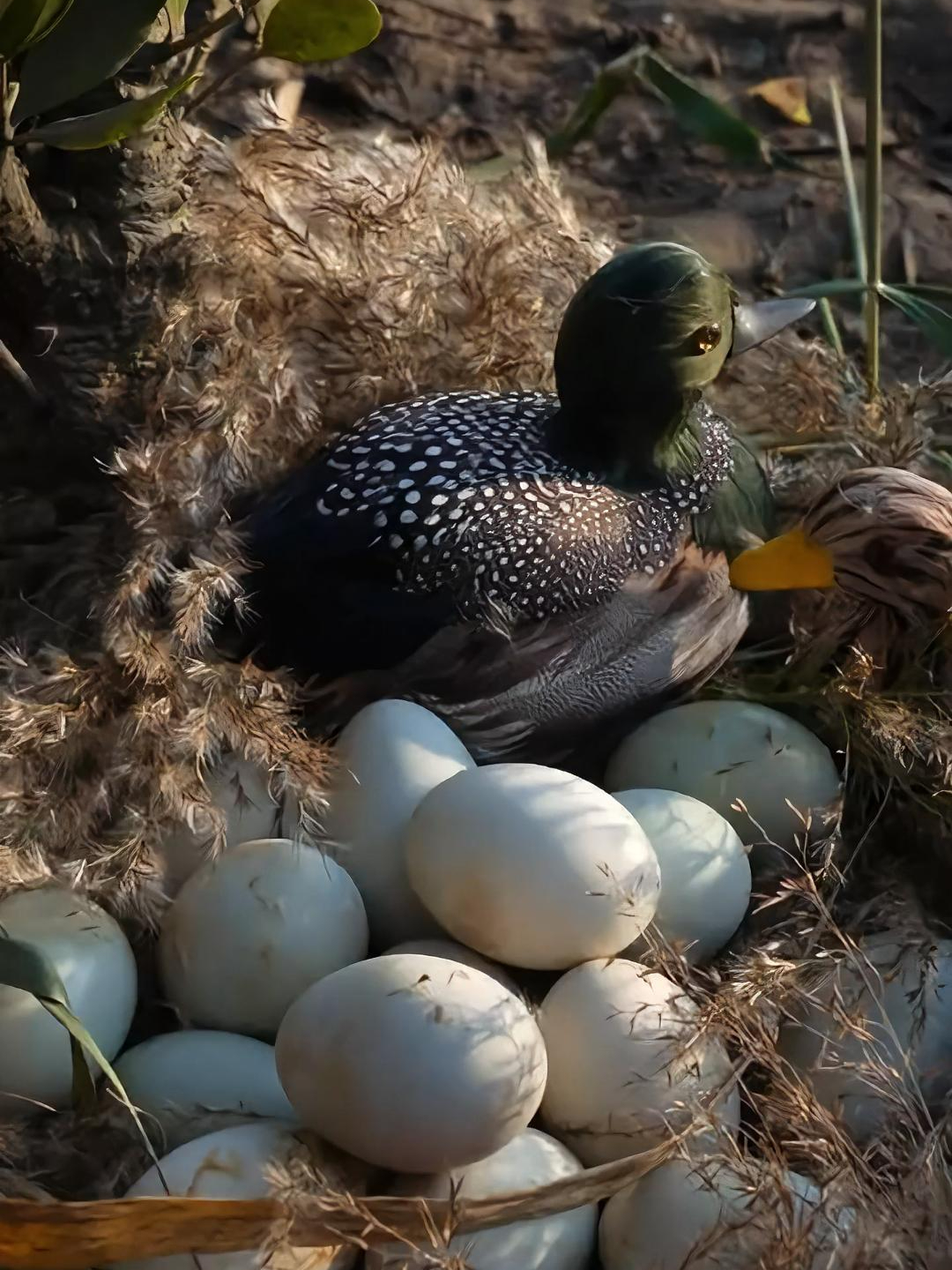 烤海鸭蛋为什么不流油?那是因为你买的不正宗,不是我们烘烤的