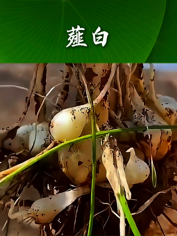 薤白也叫小独蒜,一种既像葱又像蒜的植物,那你知道有什么用吗