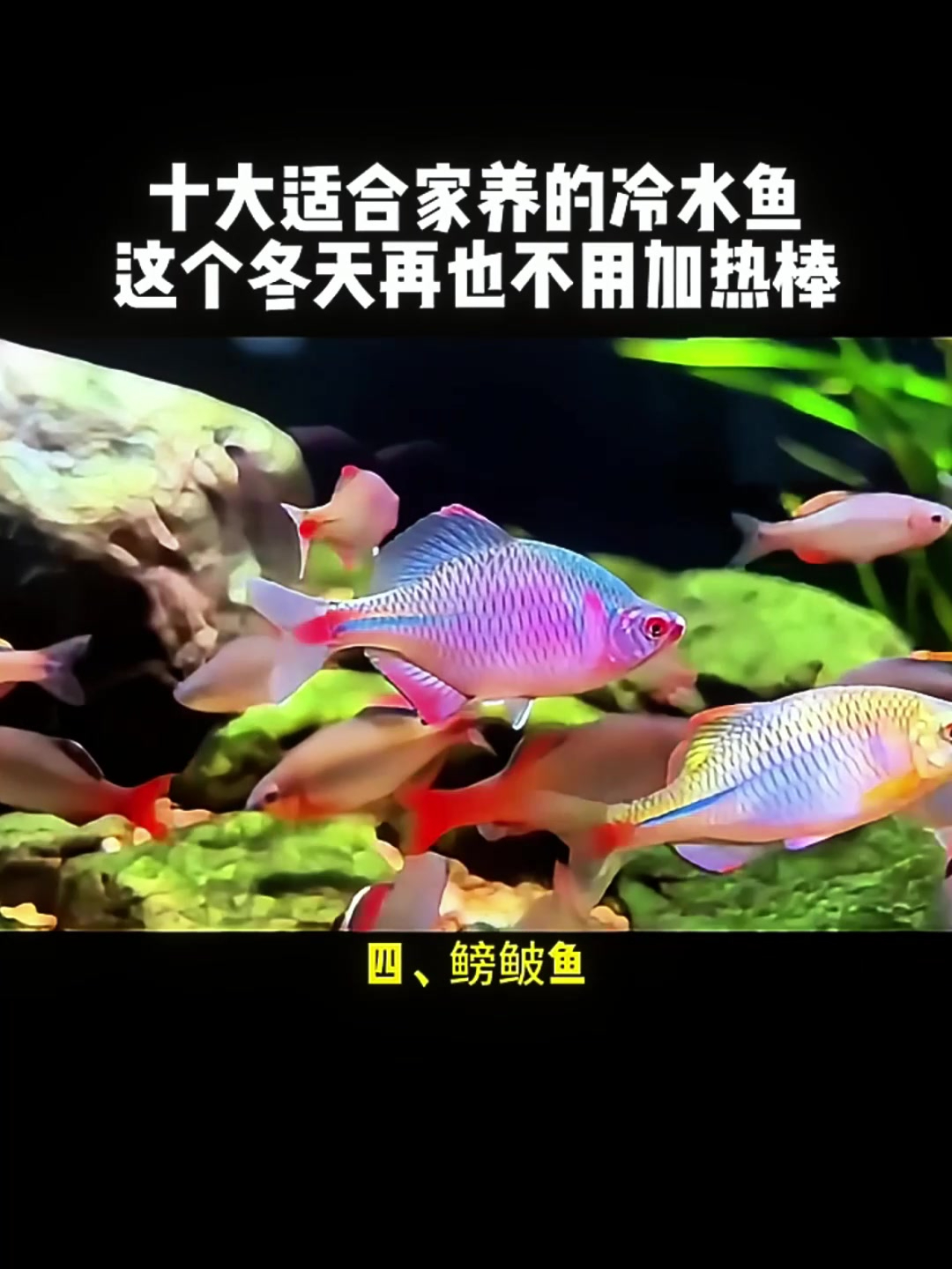 十大家养冷水鱼大赏,别小瞧最后一种的 “暴脾气”!