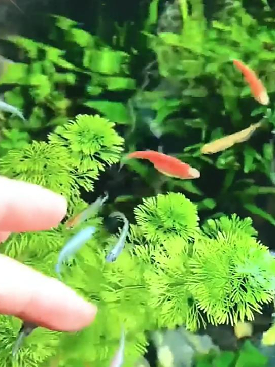 冷水鱼的魅力:9种适合新手易养之选