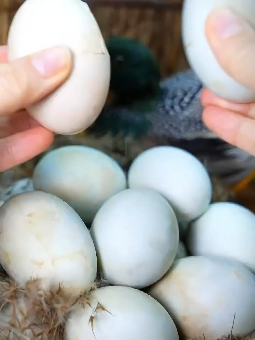 不要再抬杠了!烤海鸭蛋不是烤鸭下的蛋,是散养海鸭下的蛋