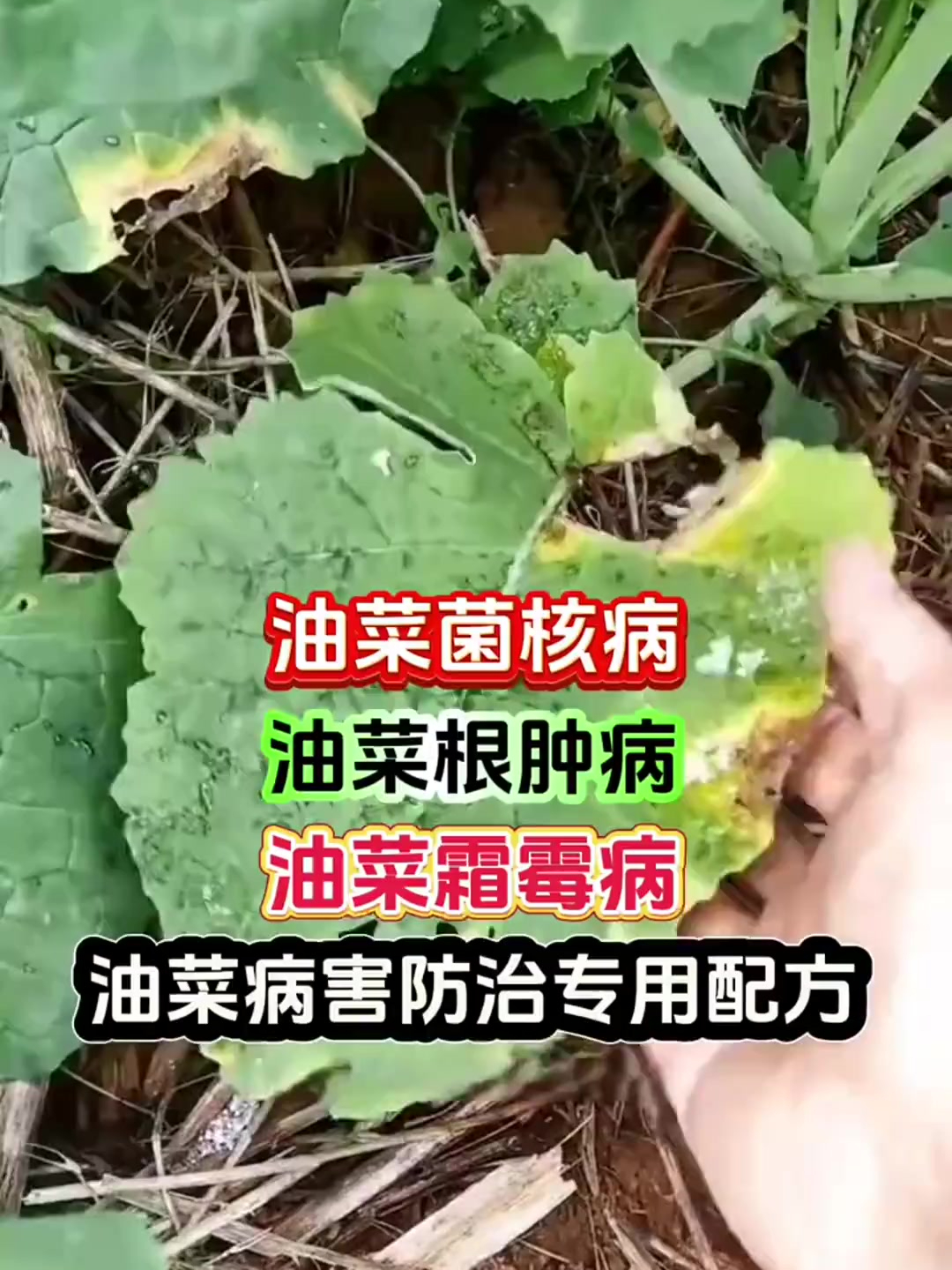 进入11月份,油菜的病害就开始集中爆发了