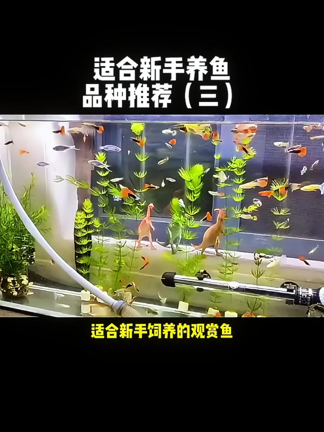助力新手养鱼,适合饲养的观赏鱼种类!