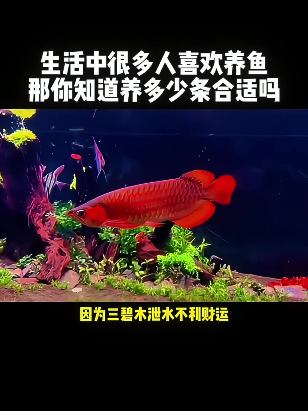 鱼友们,你们知道养鱼多少条最好吗?