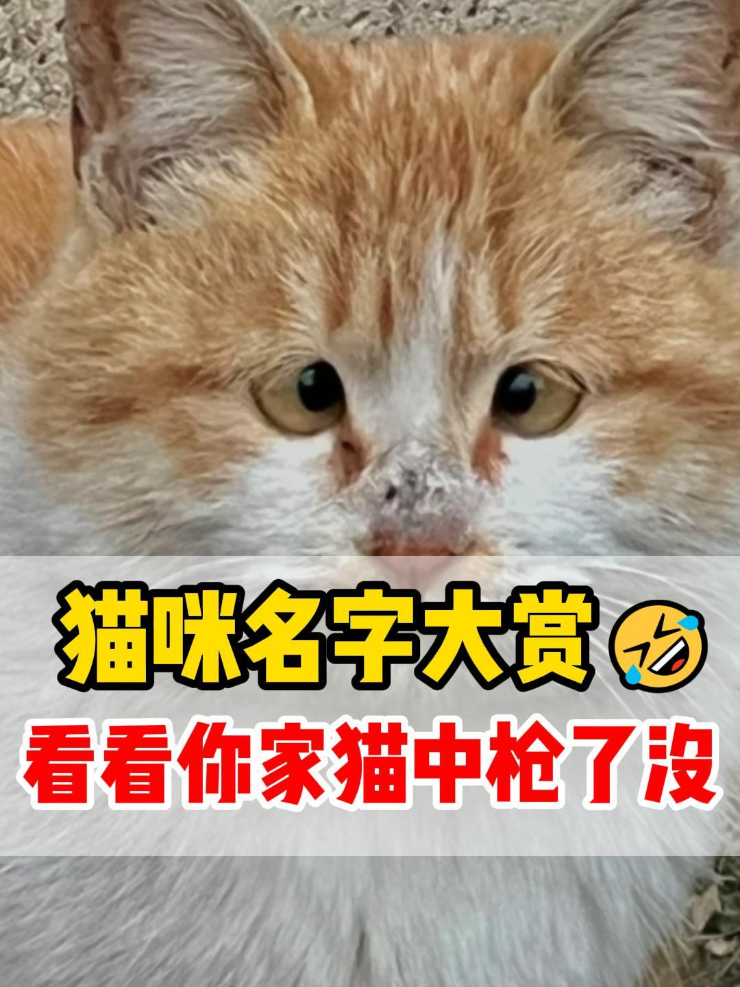 猫名字叫什么好听丨猫咪名字大全