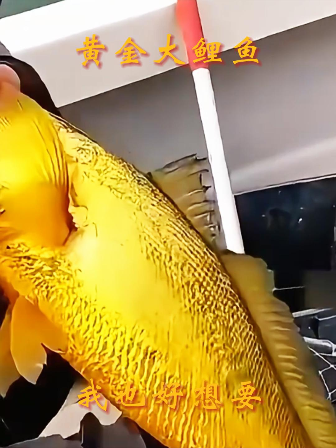 黄金大鲤鱼,我也好想要!