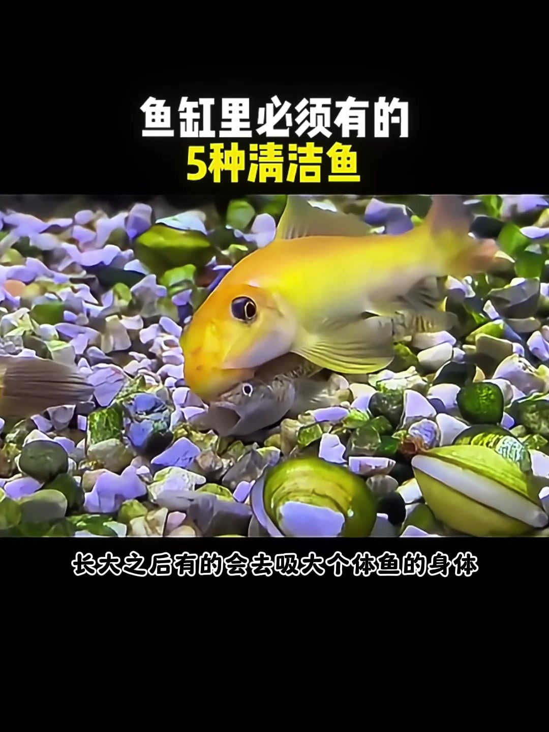 鱼友注意啦!鱼缸五种清洁鱼大赏,你爱哪一种?