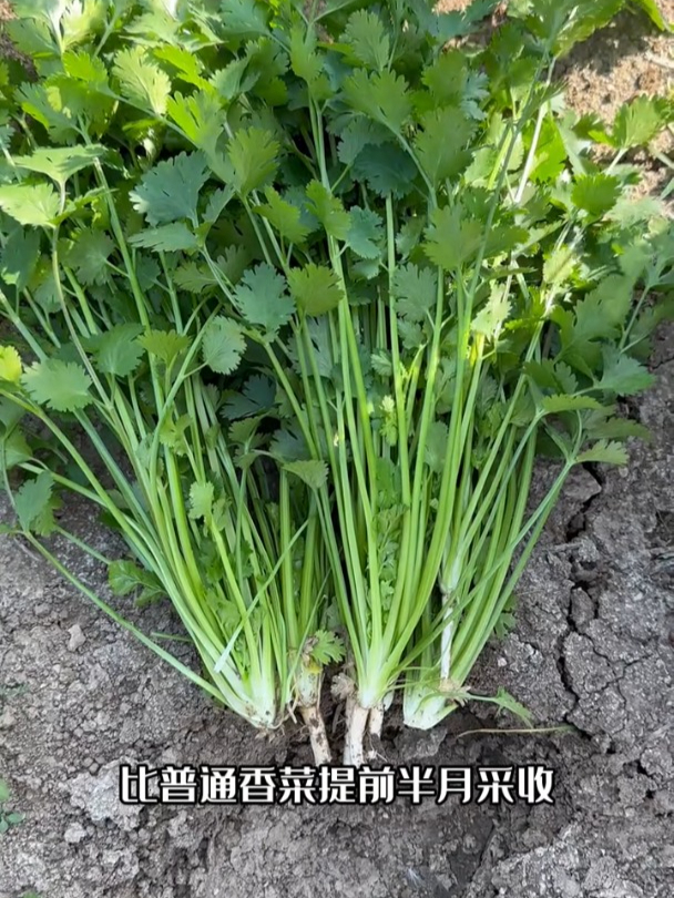 速生大叶香菜,寒露地区也能照常生长,口感比普通香菜更好!