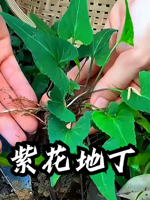 紫花地丁也叫犁头草,如果皮肤会长些小红点,可以把它捣烂敷上去