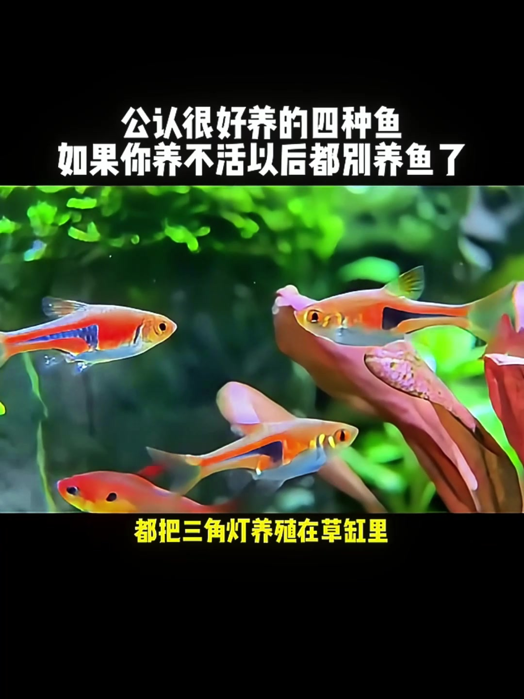 鱼友都爱的4种观赏鱼,你有没有养活过?快来分享!