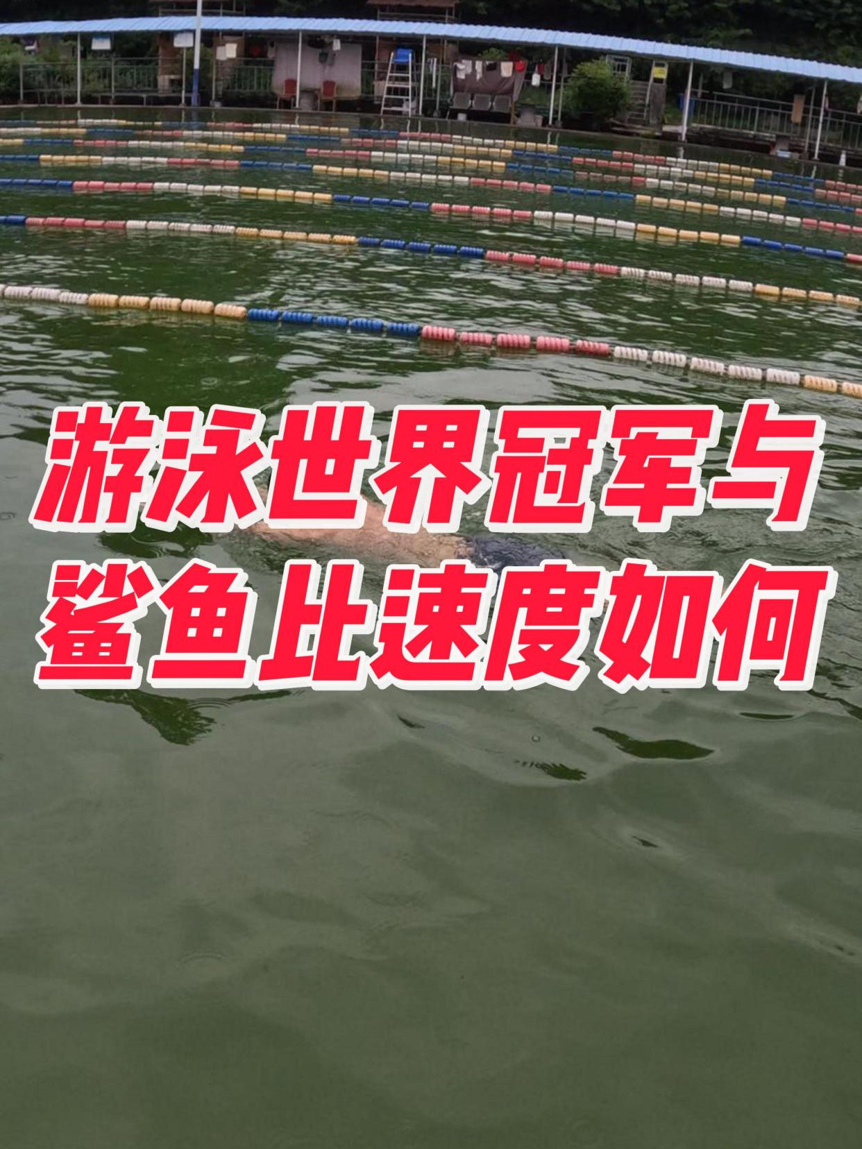 游泳世界冠军与鲨鱼比速度如何
