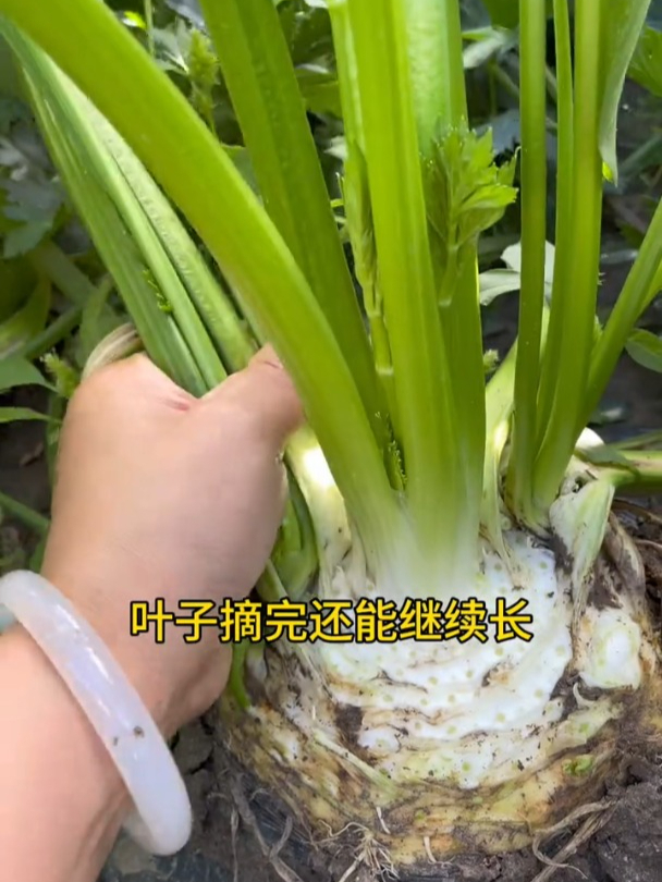 一棵芹菜吃两年,它就是地中海根芹!