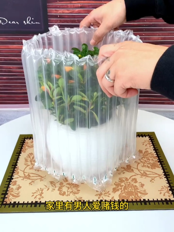 满盆开出“小金鱼”,金鱼吊兰好养,寓意美好