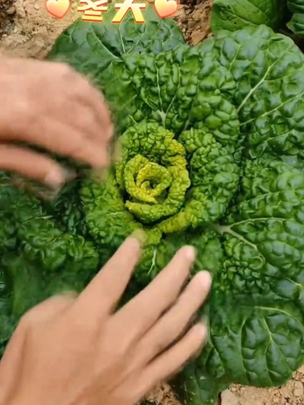 菜中精品黄心乌,耐寒营养价值高,现在正是播种黄金季!