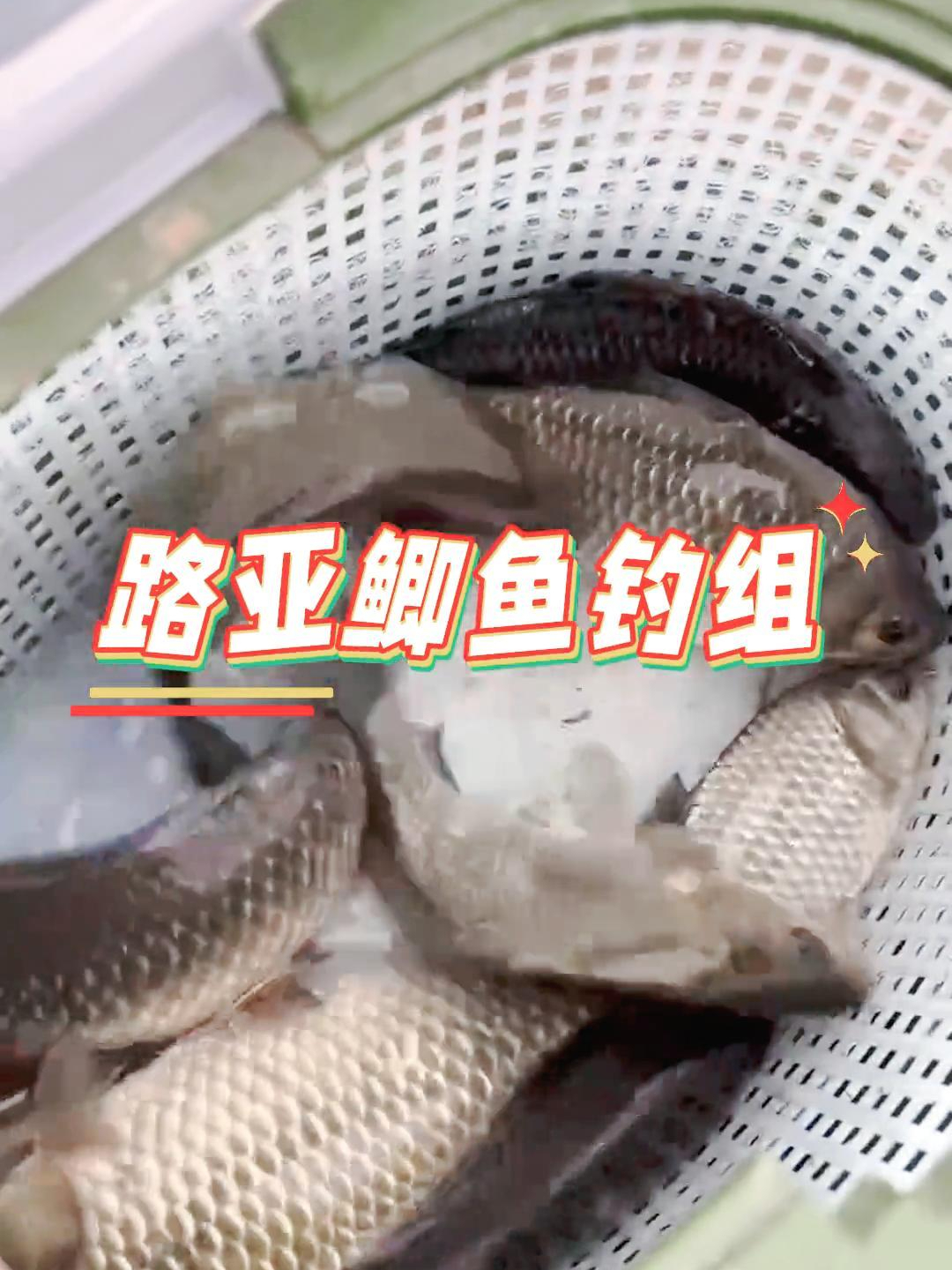 鲫鱼钓组分享,出发吧伟大的钓手~